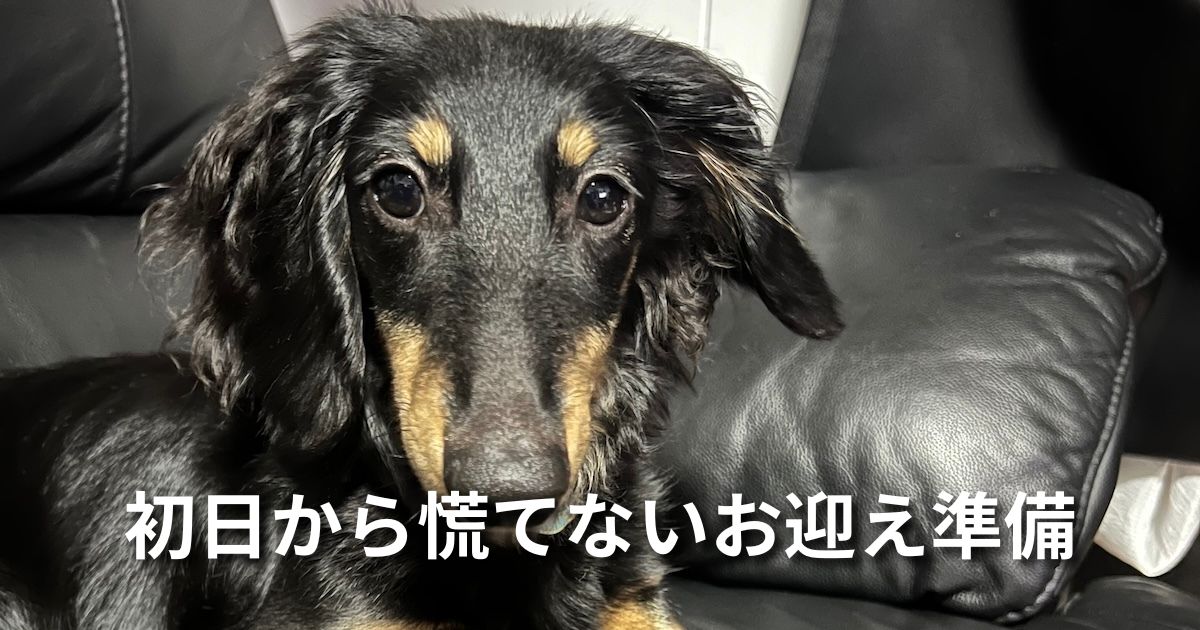 初日から慌てないお迎え準備 アイキャッチ