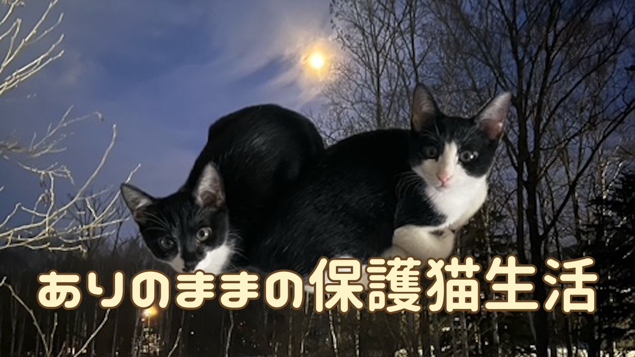 猫アイキャッチ 日常