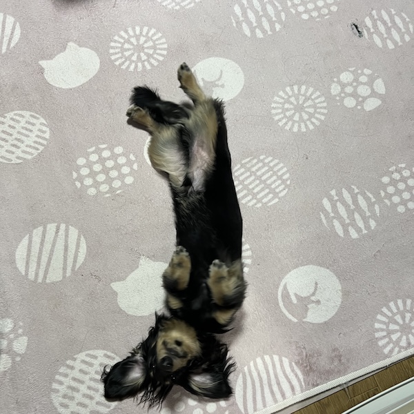 ダックスにかかるお金4