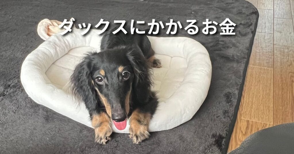 ダックスにかかるお金 アイキャッチ