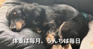 体重は毎月、うんちは毎日 アイキャッチ