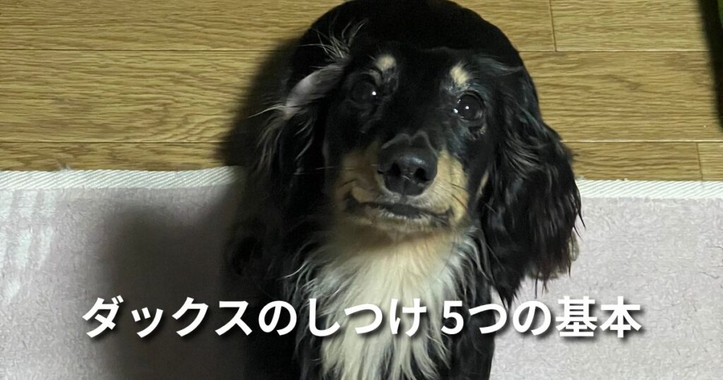 ダックスのしつけ 5つの基本 アイキャッチ