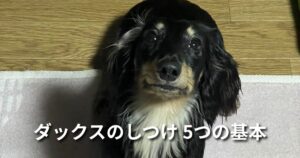 ダックスのしつけ 5つの基本 アイキャッチ