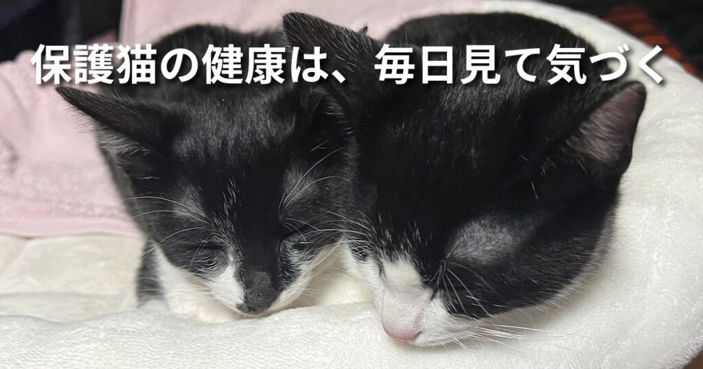 保護猫の健康は、毎日見て気づく アイキャッチ