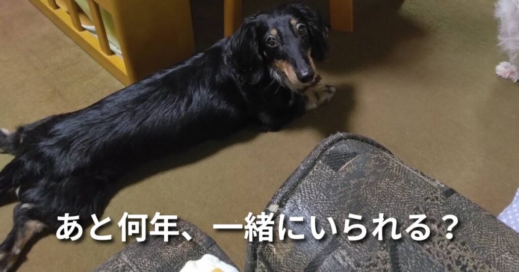 あと何年、一緒にいられる？ アイキャッチ