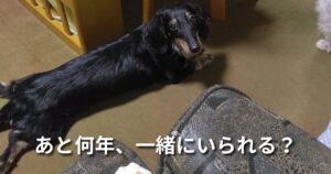 あと何年、一緒にいられる？ アイキャッチ