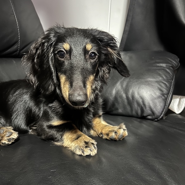 ミニチュアダックスフンドの性格