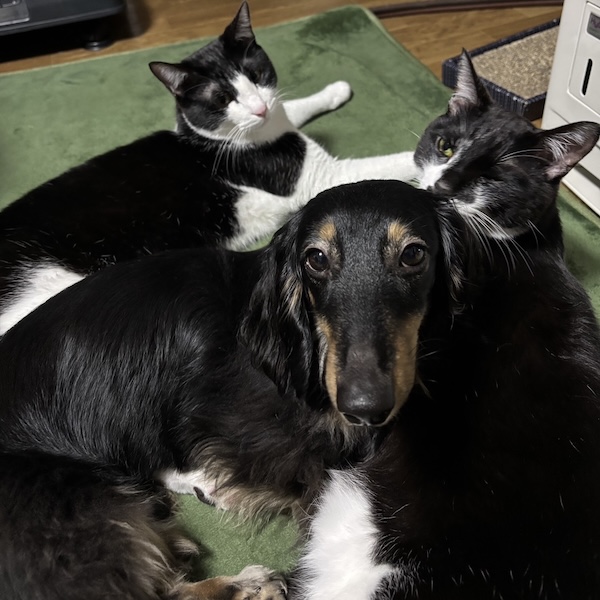 ミニチュアダックスフンドの性格1