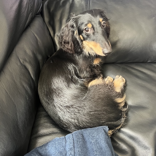 ミニチュアダックスフンドの性格4