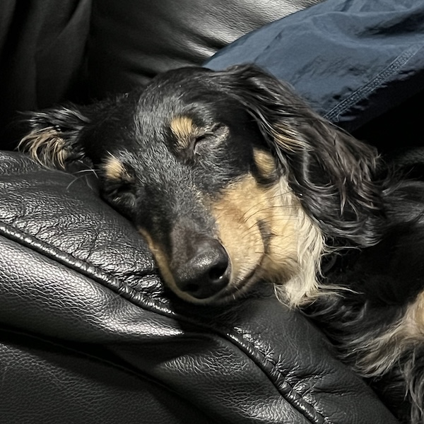 ミニチュアダックスフンドの性格5