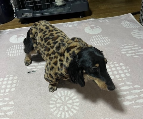 ダックスくん年齢1