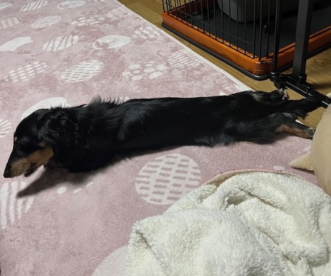 ダックスくん年齢2