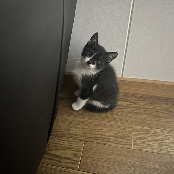 保護猫の年齢の、調べ方2