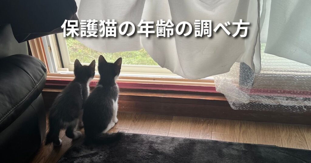 保護猫の年齢の、調べ方 アイキャッチ