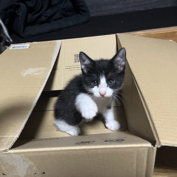 保護猫は、3日で懐きました2