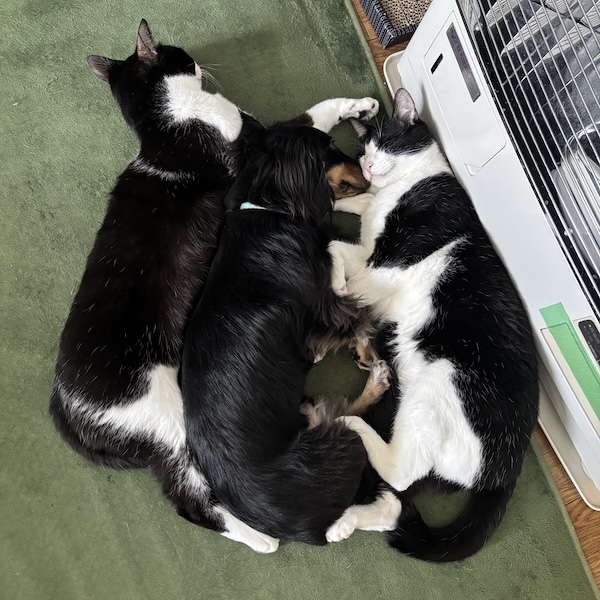 保護猫は、3日で懐きました4