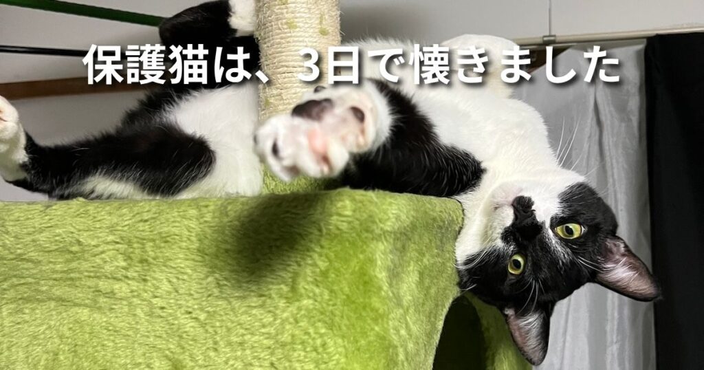保護猫は、3日で懐きました アイキャッチ