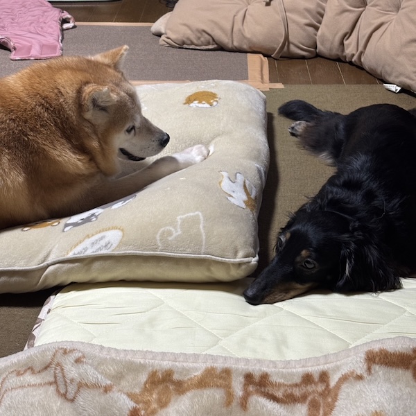 うんちの日数より、元気かどうか1