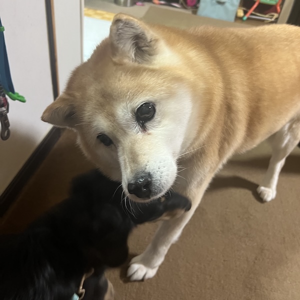 うんちの日数より、元気かどうか4