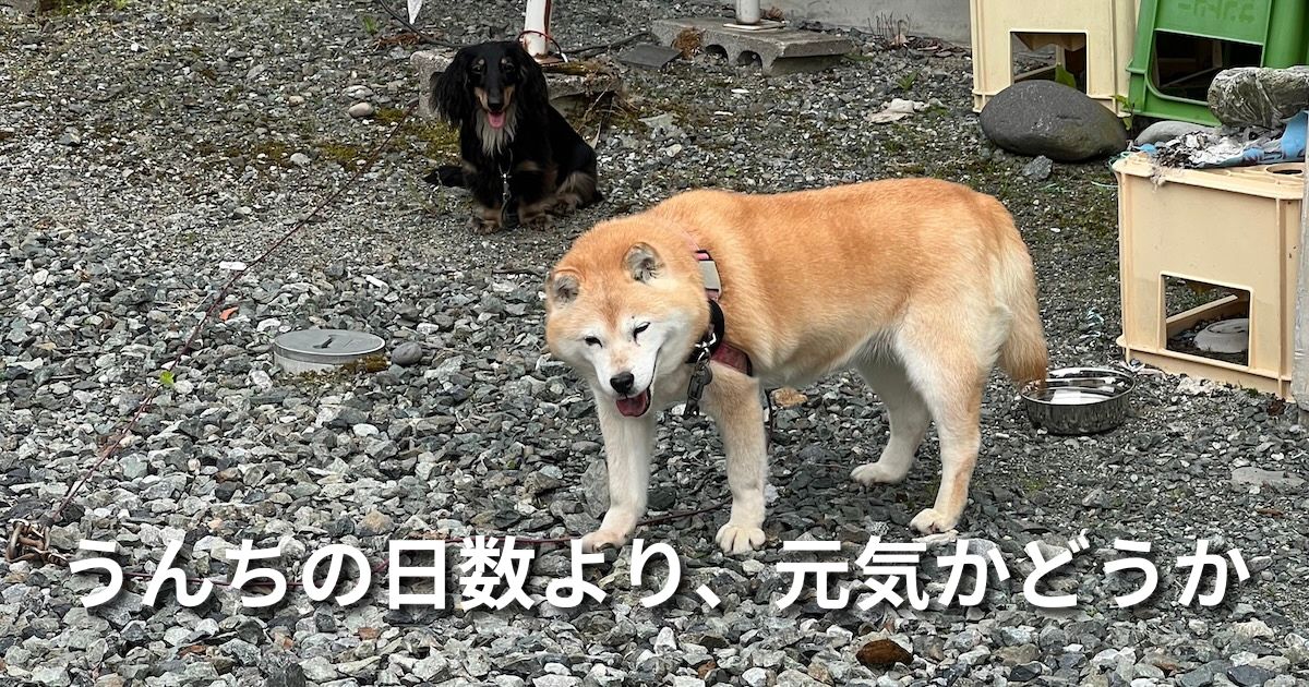 うんちの日数より、元気かどうか アイキャッチ