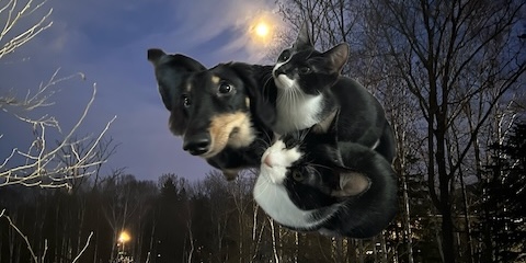 トップページ
犬猫まとめ