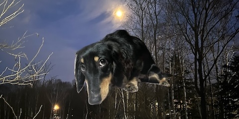 トップページ 犬まとめ