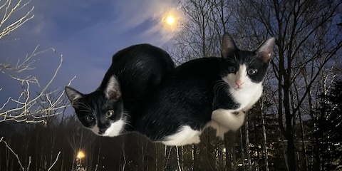 トップページ 猫まとめ