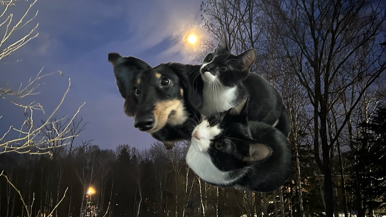 犬猫との暮らし術 アイキャッチ