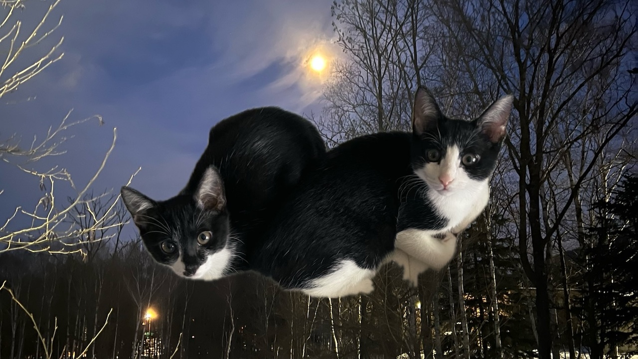 猫の暮らし アイキャッチ