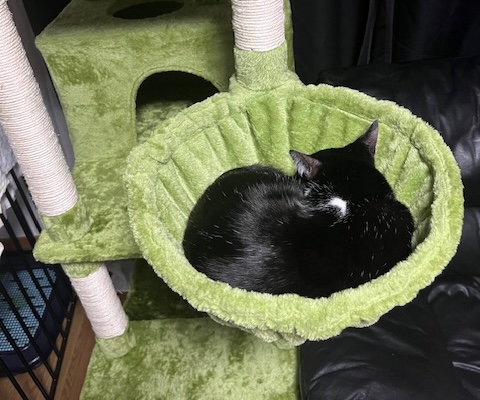 ハチワレくん猫アレルギー1