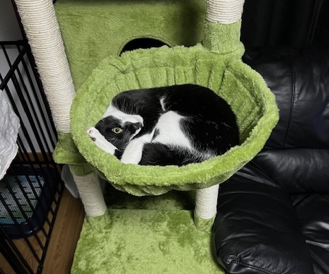 ハチワレくん猫アレルギー2