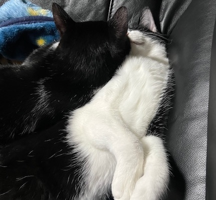ハチワレくん猫アレルギー3