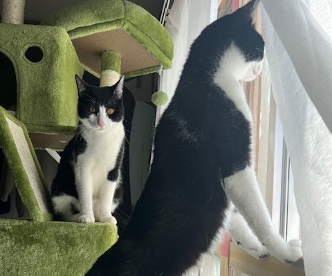 ハチワレくん猫アレルギー5