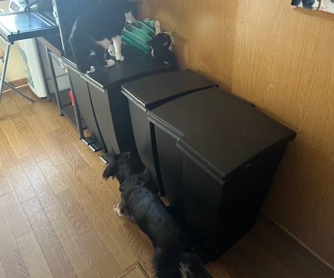 ハチワレくん猫アレルギー6