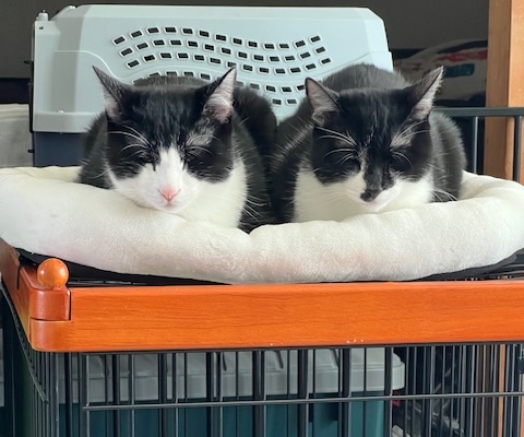 保護猫お迎え方法