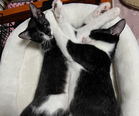 猫お迎え方法1