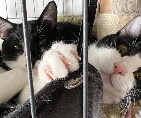 猫お迎え方法2
