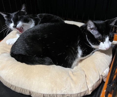 猫お迎え方法3