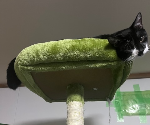 猫お迎え方法4