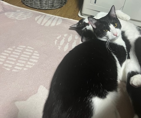 猫お迎え方法5