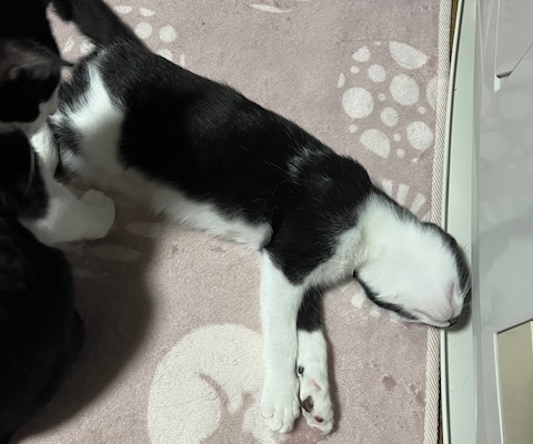 猫お迎え方法7
