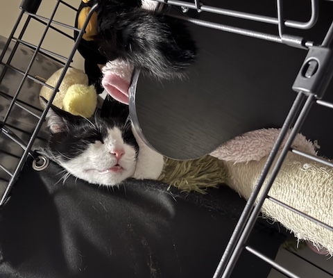 猫お迎え方法8