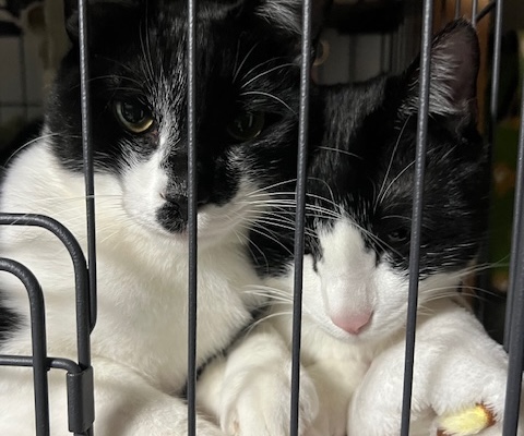 猫お迎え方法9