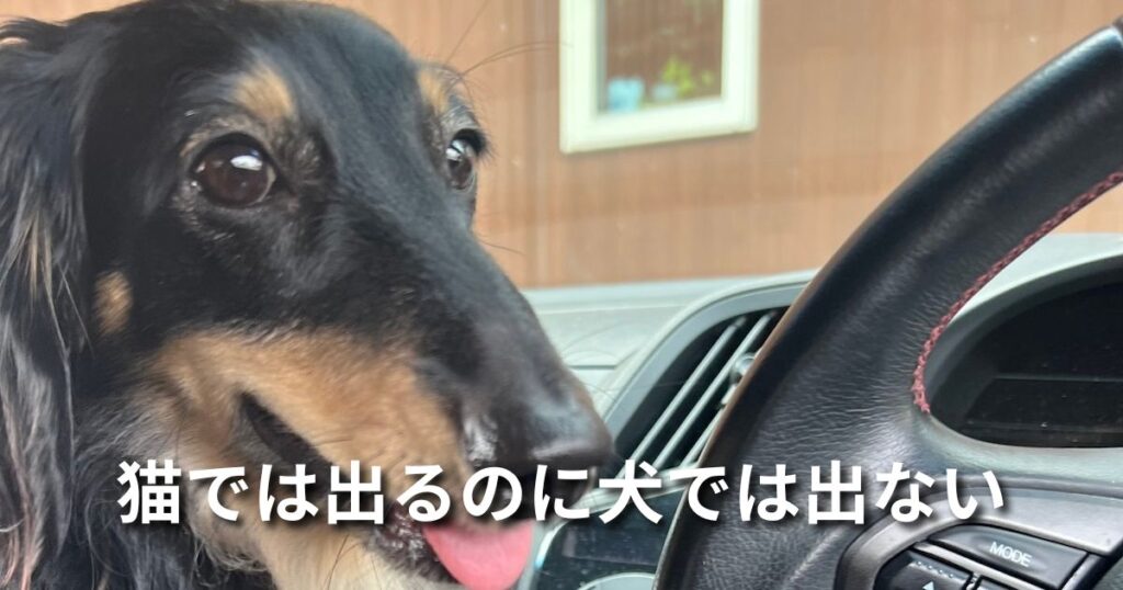 猫では出るのに犬では出ない アイキャッチ