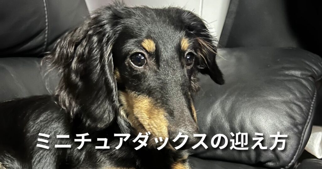 ミニチュアダックスの迎え方 アイキャッチ