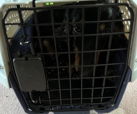 ダックスくん犬アレルギー