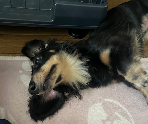ダックスくん犬アレルギー1