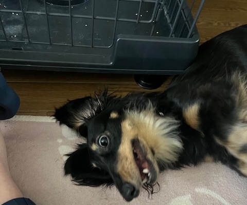ダックスくん犬アレルギー2