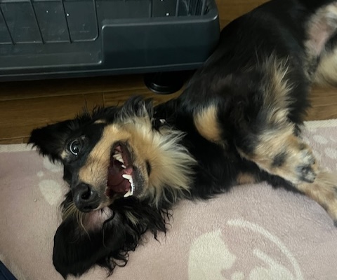 ダックスくん犬アレルギー3