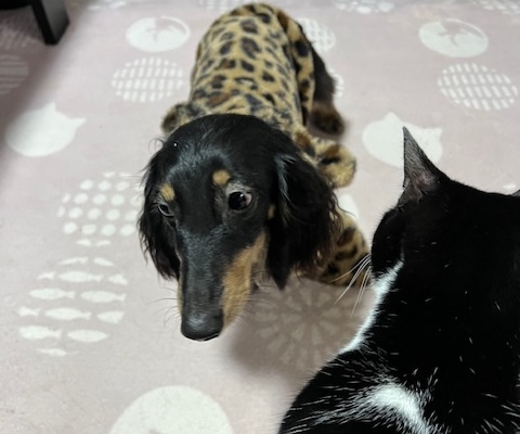 ダックスくん犬アレルギー4